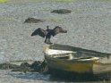 2011-09-27 12-39-04 Cormoran ERi